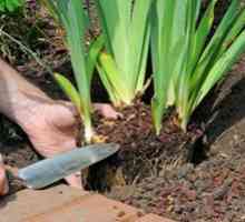 Zasaditev irisa na odprtem tleh