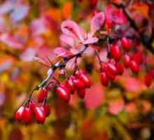 Sajenje grmovja barberry in pravila skrbi za rastlino