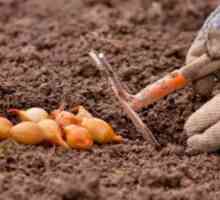 Pridelovanje cebule spomladi: čas za sajenje sadik
