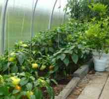 Posaditev paprike v polikarbonatnem rastlinjaku