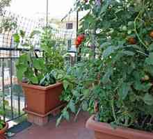 Korak-po-korak navodil za rast paradižnika na balkonu