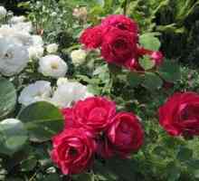Pravila za sajenje in skrb za floribundo rose nina veybula