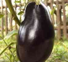 Pravila za gojenje črnega čudovitega jagodičja, opis sorte