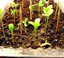 Pravilno raste lepa asters: naučiti se, kako sejejo in sledijo poganjki