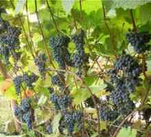 Pravilna skrb za Amurovo grozdje