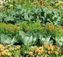 Prednosti mešane zasaditve vrtnih posevkov