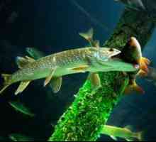Sladkovodne plenilske ribe: skupne ščuke