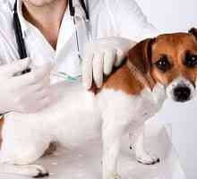 Cepljenje proti steklini za pse