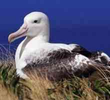 Ptica albatrosa. Kdo so potujoči albatrosi?