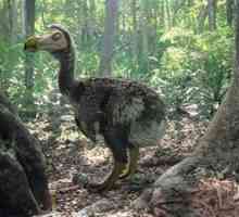 Bird dodo: kraj v ekosistemu in razlogi za izumrtje dodo