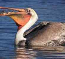 Ptičji pelikan: način življenja, stanovanje, kjer so ribe zložene