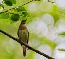 Ptičja slaščičarna: način življenja, kjer prezimovanje, razmnoževanje in prehrana