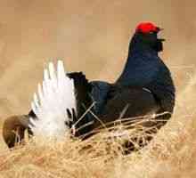Ptica črne grouse: kjer živi in ​​poje