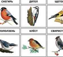 Ptice, ki živijo v srednjem delu Rusije