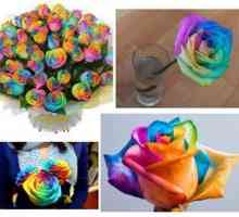 Iridescent Rose: Kako priti v raznobarvno cvet doma