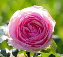 Rajski cvet v vašem vrtu - rose Pierre de Ronsard