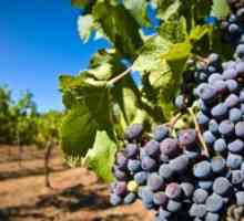 Pogoste bolezni grozdja in kako jih zdraviti