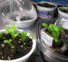 Sadike petunije: kdaj sejati, kako pravilno saditi v tleh