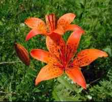 Lily rastlin: opis, videz in vrste