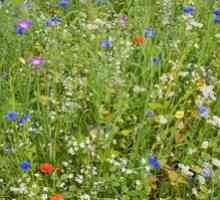 Raznolikost travniških rastlin: cvetje in trave