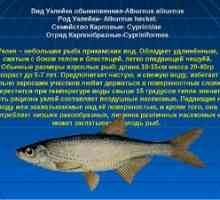Vrste in posebnosti nalepk za ribe