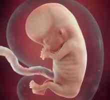 Fetalni razvoj na enajstem tednu nosečnosti