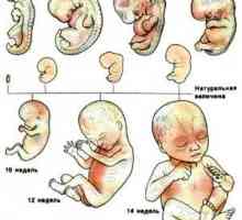 Razvoj ploda v 6 mesecih nosečnosti
