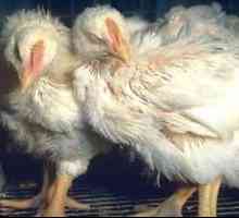 Mikoplazmoza dihal pri simptomih in zdravljenju pitovnih piščancev