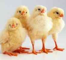 Način inkubacije kokošjih jajčec, značilnosti postopka