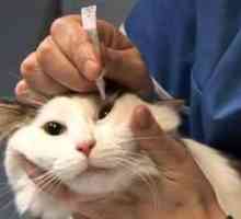 Rinotraheitis pri mačkah: simptomi in zdravljenje
