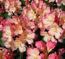 Rhododendron yakushimansky vaisman persie in fantazija