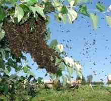 Rožanje čebel in ukrepi za preprečevanje