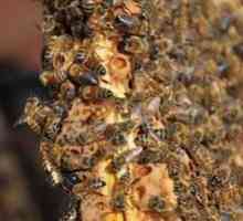 Gostujoče čebele in ukrepi za preprečevanje