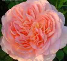 Rose Abraham Derby (angleška sorta) - opis, rastoči pogoji