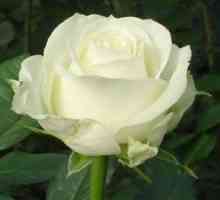Rose avalange: opis, značilnosti vrste