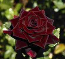 Rose črni princ hibrid čaja rose