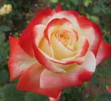 Rose Empress Heads: zgodba o tem, kako izgledajo vrtnice