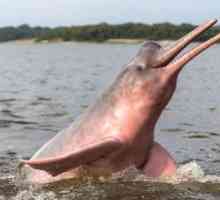 Roza ali reka Amazonka delfin