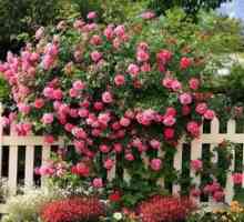Roses na vrtu: nego in gojenje vrtne rastline