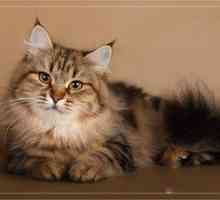 Ruska sibirska mačka: opis in značilnosti pasme