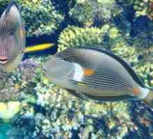 Fish blue greben kirurg-ljubimec prostornih akvarijih