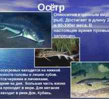 Ribolovna jesetra: opis, habitati in glavne vrste
