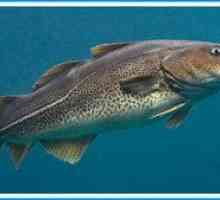Ribe družine trsk: lastnosti, vrste, habitat