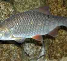 Riba surova (peled): habitati, koristi in škoda
