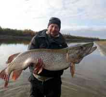 Ribolov v Khanty-Mansiysk: kakšne ribe najdemo v rekah