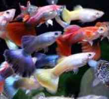 Guppy ribe v vašem akvariju: nego in vzdrževanje