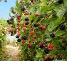 Blackberry vrt: sajenje in oskrba, gojenje v Sibiriji in Uralu