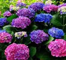 Hortenzije vrtov: pravila sajenj in oskrba rastlin