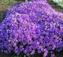 Višina trajnice Campanula - lepa cvet na vrtu
