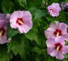 Vrtni hibiskus - sajenje, oskrba in razmnoževanje